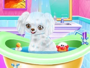 Poodle Care Home Preparation